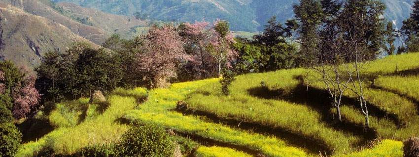 Helambu Trekking -09 Days